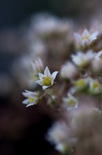 DSC_0685s.jpg