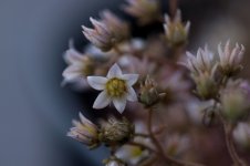 DSC_0700s.jpg