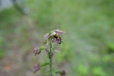 P1030567(1).jpg