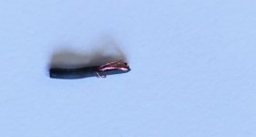 IMG_1636.jpg