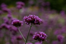 _MG_5503.jpg