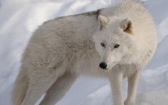 Animal_wolf_266612.jpg