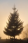 _MG_7804.jpg