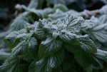 DSC02974_900.jpg