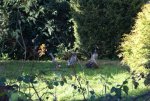 DSC02997_900.jpg