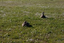 FlyPic02.jpg