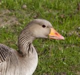 2T2A5033 aff crop 2.jpg