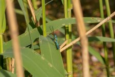 IMG_8656.jpg