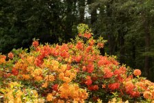 IMG_8666.jpg