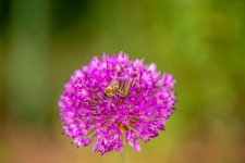 IMG_8686.jpg