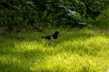 IMG_8817.jpg