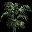 Palm.jpg
