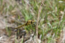 P1070855(1).jpg