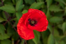 FlyPic (1).jpg