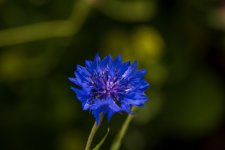 FlyPic (2).jpg