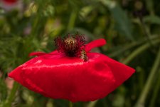 FlyPic (4).jpg