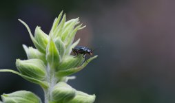2022-05-26 23-32-10 (C,S4) aff cropskal B.jpg