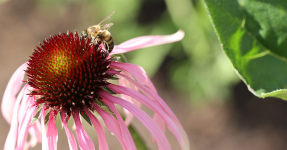 bee.png