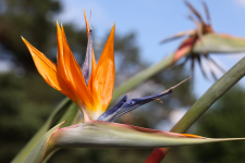 paradiesvogelblume.png