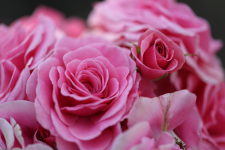 rose.png