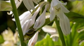 schnecke.jpg