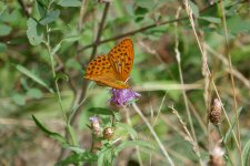 P1080930(1).jpg