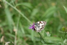 P1080948(1).jpg