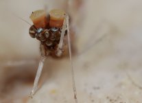 insect4f.jpg