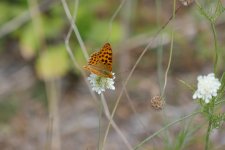 P1090288(1).jpg