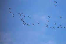 IMG_9873.jpg