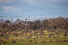 IMG_0515.jpg