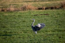 IMG_0561.jpg