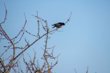 IMG_0677.jpg