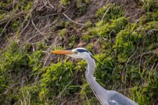 IMG_0692.jpg