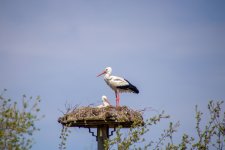 IMG_0826.jpg