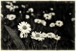 daisies_old.jpg