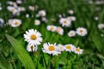 daisies.jpg