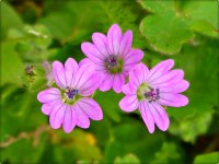 HaMa am 07.05.2023 - Pyrenäen-Storchschnabel (Geranium pyrenaicum).jpg