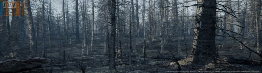 abgebrannter wald.jpg