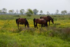 IMG_0935.jpg