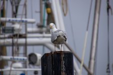 IMG_0998.jpg