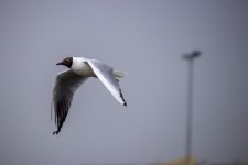 IMG_1000.jpg