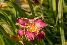 IMG_1325.jpg