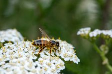 IMG_1306.jpg