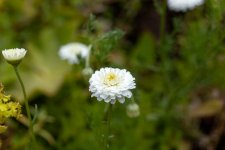 IMG_1409.jpg