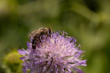 IMG_1334.jpg