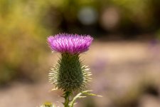 IMG_1442.jpg