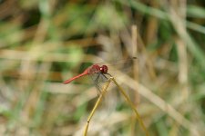 P1120821(1).jpg