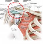 schulter-anatomie_dejpg_replacement_image.jpg