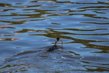 IMG_1610.jpg